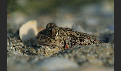 Syrische Schaufelkröte (Pelobates syriacus)