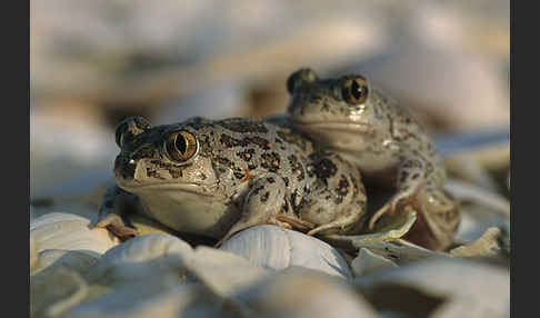 Syrische Schaufelkröte (Pelobates syriacus)