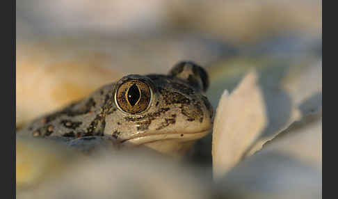 Syrische Schaufelkröte (Pelobates syriacus)