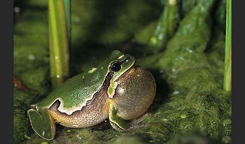 Östlicher Laubfrosch (Hyla orientalis)