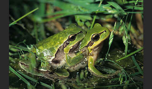 Östlicher Laubfrosch (Hyla orientalis)