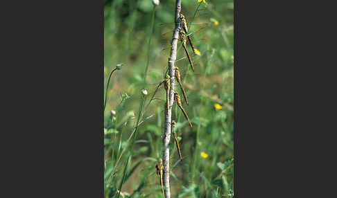 Keilfleck-Mosaikjungfer (Anaciaeschna isosceles)