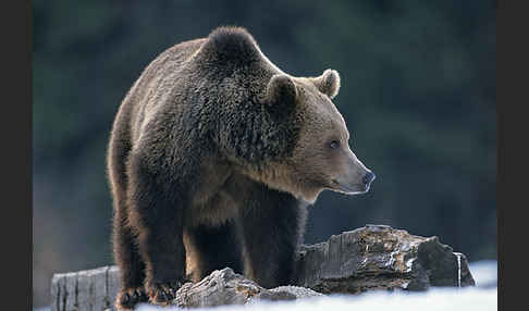 Braunbär (Ursus arctos)