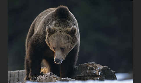 Braunbär (Ursus arctos)