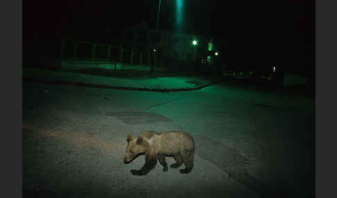 Braunbär (Ursus arctos)