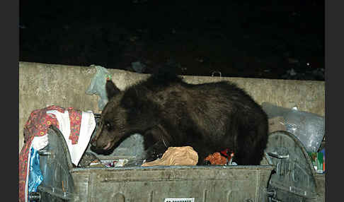 Braunbär (Ursus arctos)