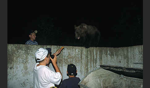 Braunbär (Ursus arctos)