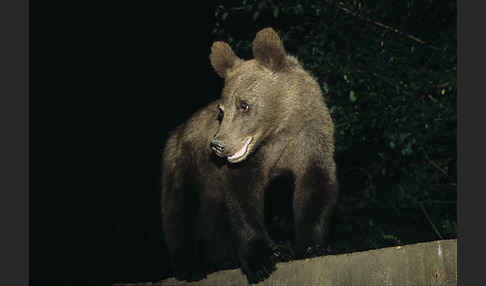 Braunbär (Ursus arctos)