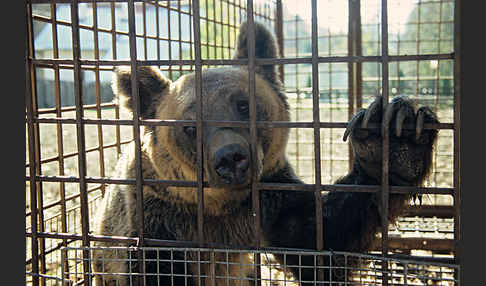 Braunbär (Ursus arctos)