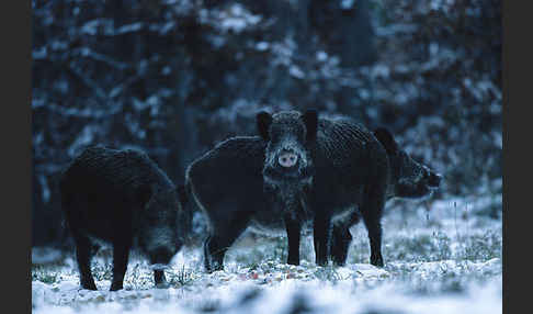 Schwarzwild (Sus scrofa)