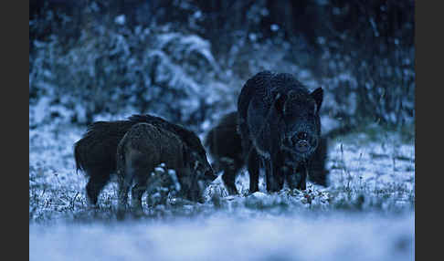 Schwarzwild (Sus scrofa)