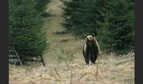 Braunbär (Ursus arctos)