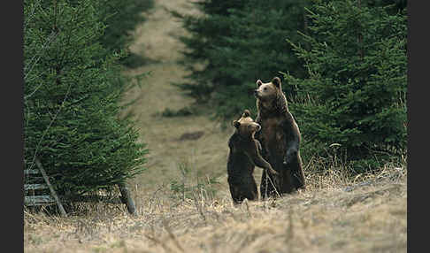 Braunbär (Ursus arctos)