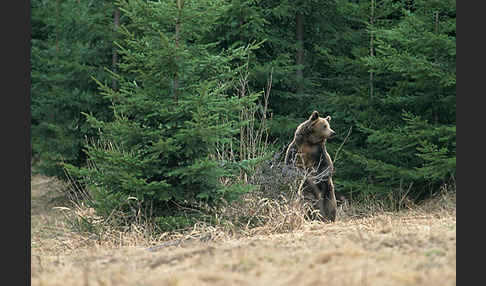 Braunbär (Ursus arctos)