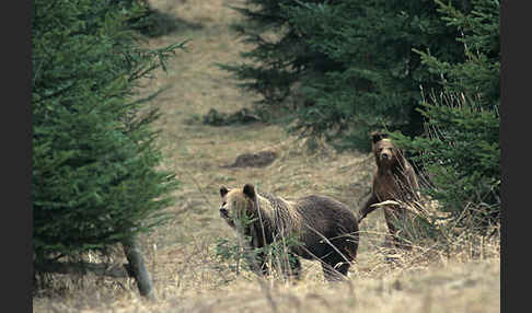 Braunbär (Ursus arctos)