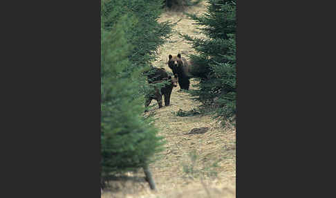 Braunbär (Ursus arctos)