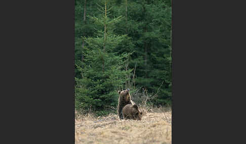 Braunbär (Ursus arctos)