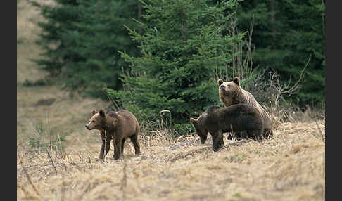 Braunbär (Ursus arctos)