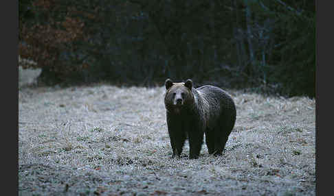 Braunbär (Ursus arctos)