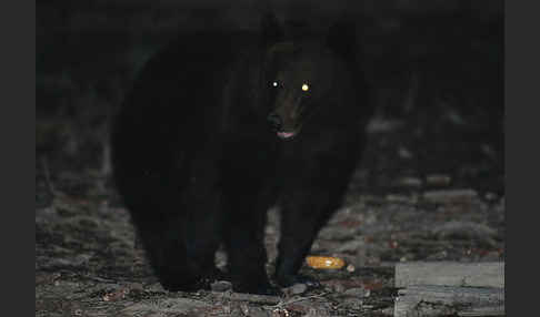 Braunbär (Ursus arctos)