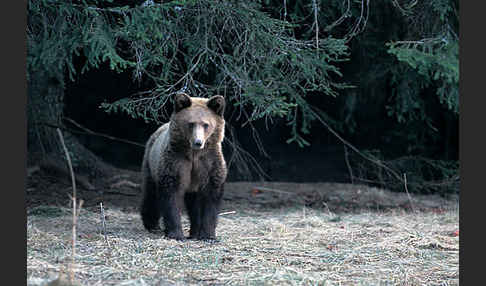 Braunbär (Ursus arctos)