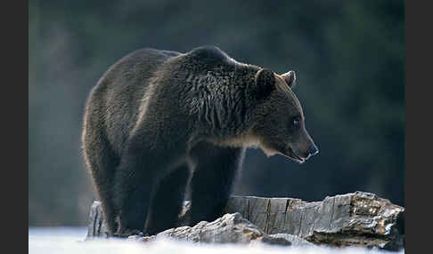 Braunbär (Ursus arctos)