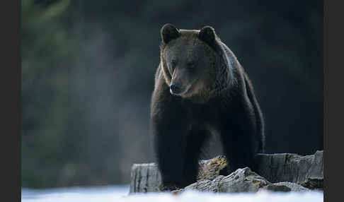 Braunbär (Ursus arctos)