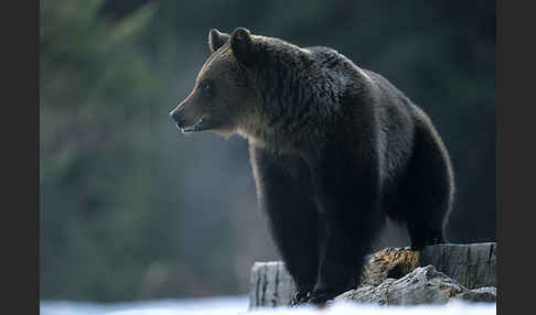 Braunbär (Ursus arctos)