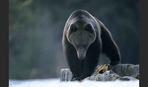 Braunbär (Ursus arctos)