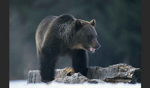 Braunbär (Ursus arctos)