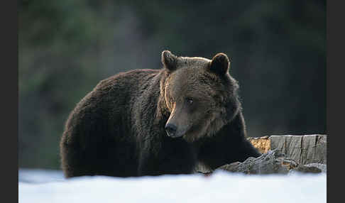 Braunbär (Ursus arctos)