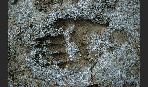 Braunbär (Ursus arctos)