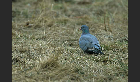 Hohltaube (Columba oenas)