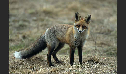 Rotfuchs (Vulpes vulpes)