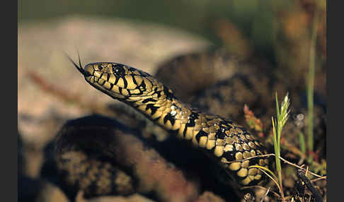 Ringelnatter ssp. (Natrix natrix cetti)