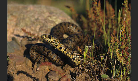 Ringelnatter ssp. (Natrix natrix cetti)