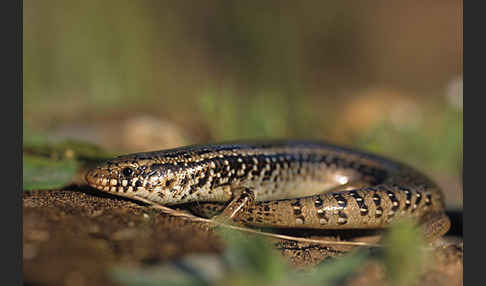 Gefleckter Walzenskink (Chalcides ocellatus)