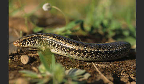 Gefleckter Walzenskink (Chalcides ocellatus)