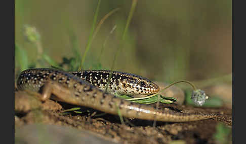 Gefleckter Walzenskink (Chalcides ocellatus)