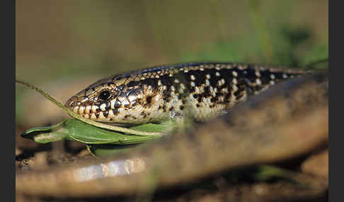 Gefleckter Walzenskink (Chalcides ocellatus)