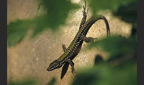 Mauereidechse (Podarcis muralis)