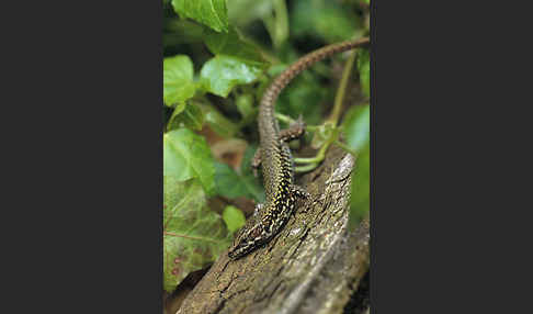 Mauereidechse (Podarcis muralis)