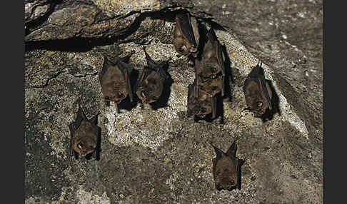 Kleine Hufeisennase (Rhinolophus hipposideros)