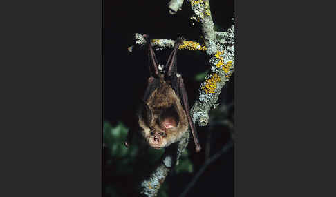 Mehely-Hufeisennase (Rhinolophus mehelyi)