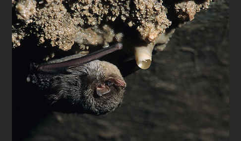 Langflügelfledermaus (Miniopterus schreibersi)