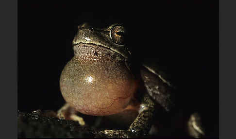 Tyrrhenischer Laubfrosch (Hyla sarda)