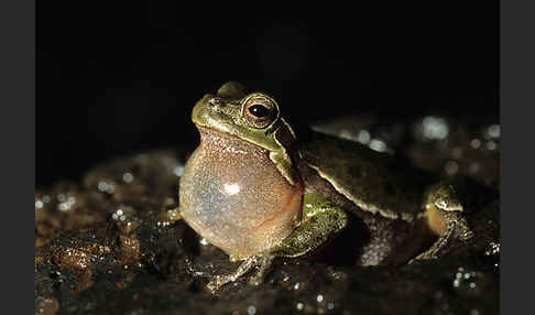 Tyrrhenischer Laubfrosch (Hyla sarda)