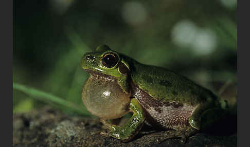 Tyrrhenischer Laubfrosch (Hyla sarda)