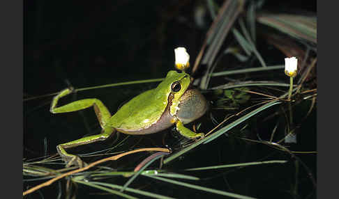 Tyrrhenischer Laubfrosch (Hyla sarda)