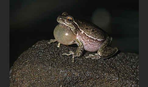 Tyrrhenischer Laubfrosch (Hyla sarda)